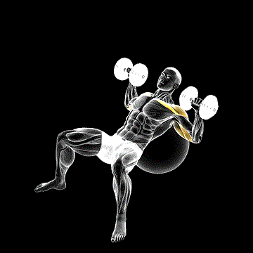 Dumbbell Incline Press (w/ Exercise Ball) demonstration
