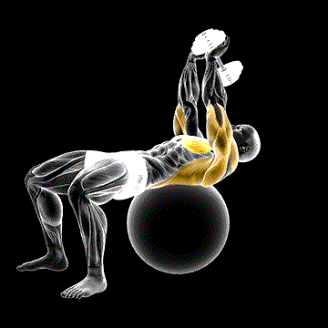 Dumbbell Lying Pullover on Exercise Ball demonstration