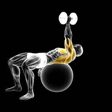 Dumbbell One-Arm Pullover on Exercise Ball demonstration