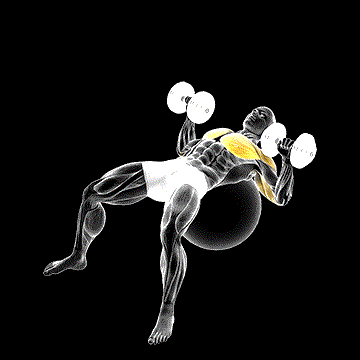 Dumbbell Press on Exercise Ball demonstration