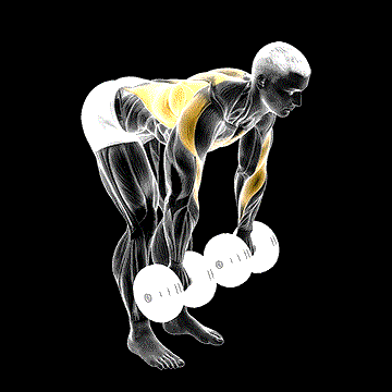 Dumbbell Palm Rotational Bent-over Row demonstration