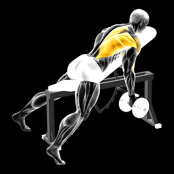 Dumbbell Reverse-Grip Incline Bench One-Arm Row demonstration