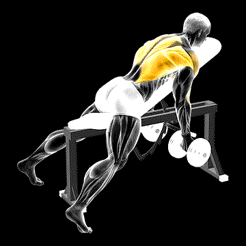 Dumbbell Reverse-Grip Incline Bench Two-Arm Row demonstration