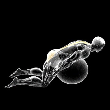 Exercise Ball Back Extension (w/ Arms Extended) demonstration