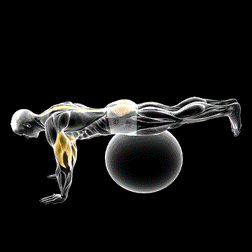 Exercise Ball Prone Leg Raise demonstration