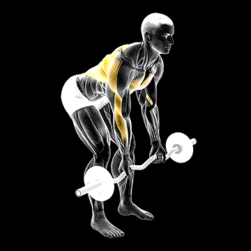 EZ Bar Reverse Grip Bent-over Row demonstration