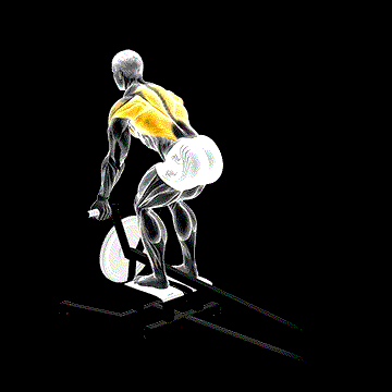 Lever T-Bar Reverse-Grip Row demonstration