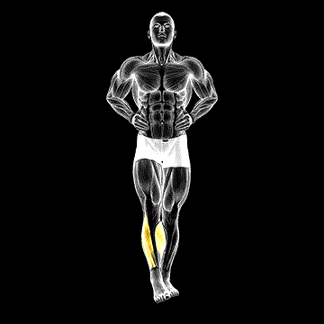 Ankle Circle demonstration