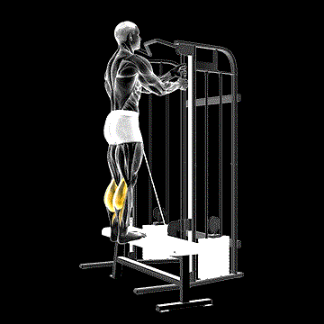 Cable Standing Calf Raise demonstration