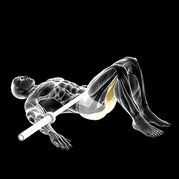 Barbell Glute Bridge demonstration