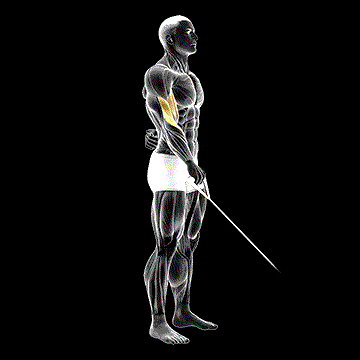 Cable Reverse One-Arm Curl demonstration