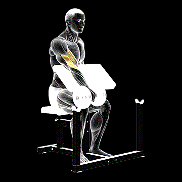 Dumbbell One-Arm Reverse Preacher Curl demonstration