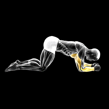 Modified Push-up to Forearms demonstration