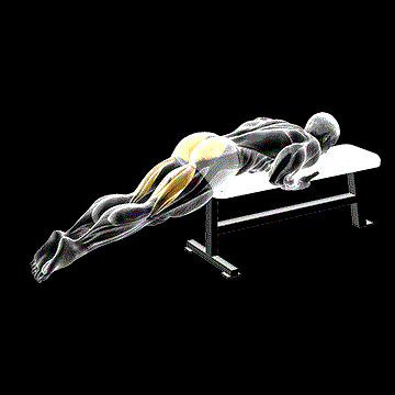 Reverse Hyper on Flat Bench demonstration