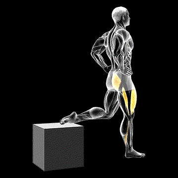 One-Leg Squat demonstration