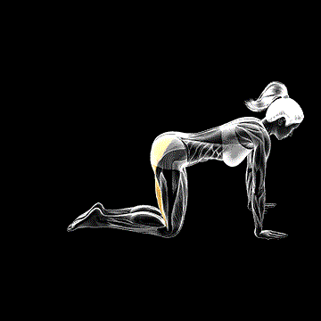Straight Leg Kickback (Kneeling) demonstration