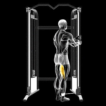 Cable Standing Leg Curl demonstration