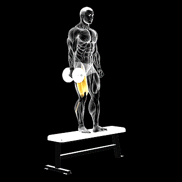 Dumbbell Bench One-Leg Squat demonstration