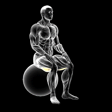 Exercise Ball Seated Hamstring Stretch demonstration