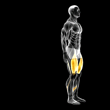 Bodyweight Rear Lunge demonstration