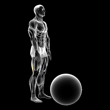 Standing Straight Leg Hamstring Contract Relax (w/ Exercise Ball) demonstration