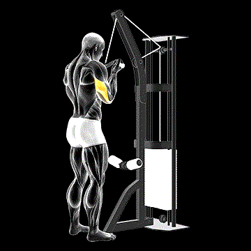 Cable Reverse-Grip Triceps Pushdown (SZ Bar) demonstration