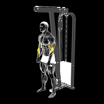 Cable Standing Reverse Curl (SZ Bar) demonstration