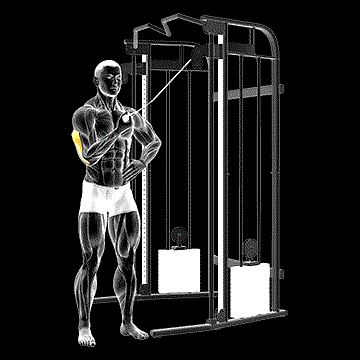 Cable One-Arm Side Triceps Pushdown demonstration