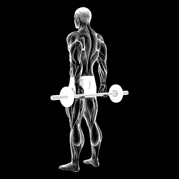 Barbell Behind-Back Finger Curl demonstration