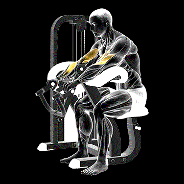 Lever Reverse-Grip Preacher Curl demonstration