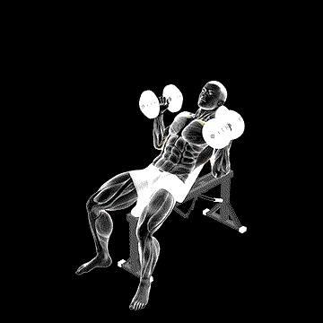Dumbbell Palms In Incline Bench Press demonstration