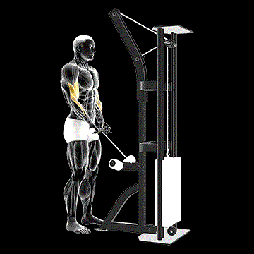 Cable Close-Grip Curl demonstration