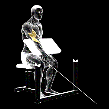 Cable One-Arm Reverse Preacher Curl demonstration
