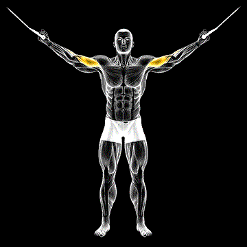 Cable Overhead Curl demonstration