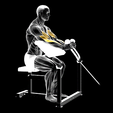 Cable Rope Hammer Preacher Curl demonstration