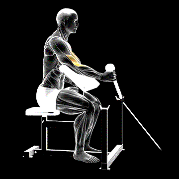 Cable Rope One-Arm Hammer Preacher Curl demonstration