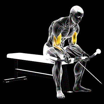 Cable Seated Curl demonstration