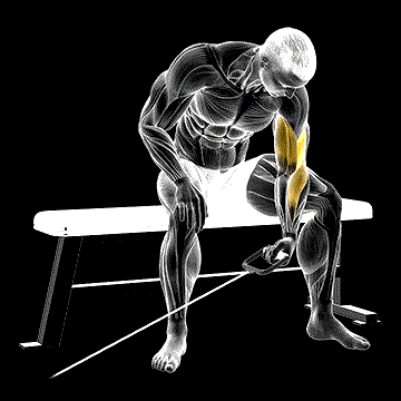 Cable Seated One-Arm Concentration Curl demonstration
