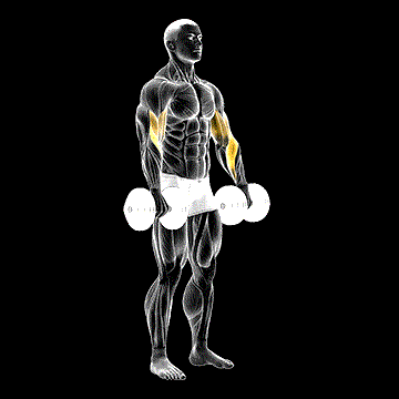 Dumbbell Reverse Bicep Curl demonstration