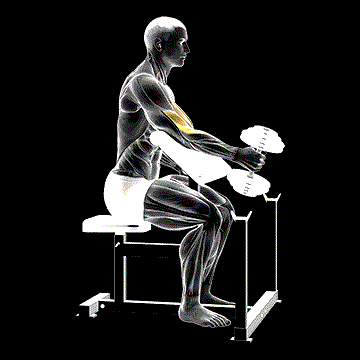 Dumbbell One-Arm Hammer Preacher Curl demonstration
