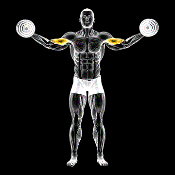 Dumbbell High Curl demonstration