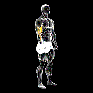 Dumbbell One-Arm Standing Curl demonstration