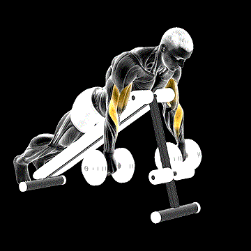 Dumbbell Reverse Spider Curl demonstration