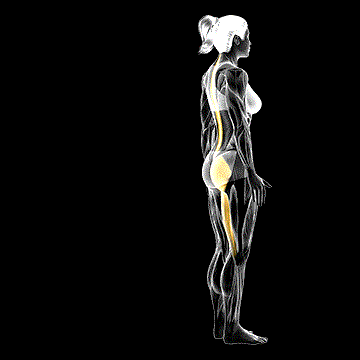 One-Leg Foot Touch demonstration