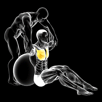 Assisted Seated Pectoralis Major Stretch (w/ Stability Ball) demonstration