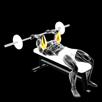 Barbell Reverse-Grip Skullcrusher demonstration