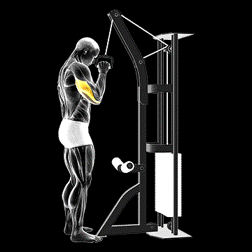Cable One-Arm Tricep Pushdown demonstration