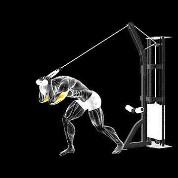 Cable Rope High-Pulley Overhead Tricep Extension demonstration