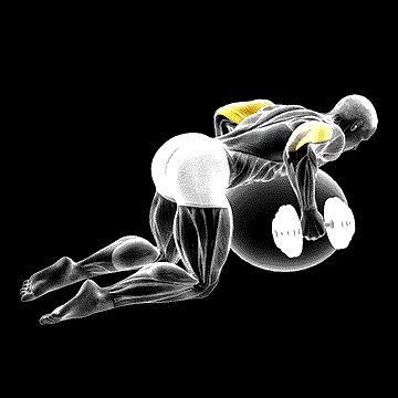 Dumbbell Kickback on Exercise Ball demonstration