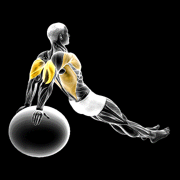 Exercise Ball Dip demonstration